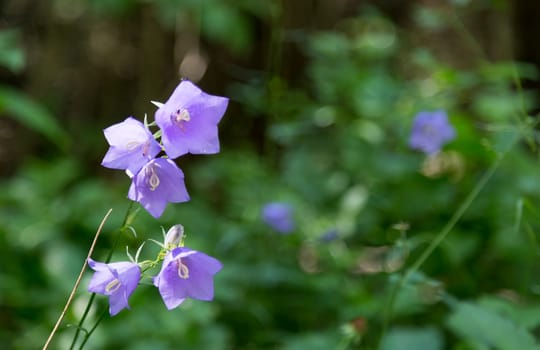 Blue Bell Flowers with green background.