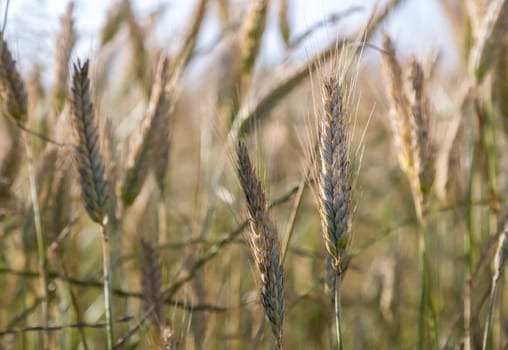 Barley in Field close up.