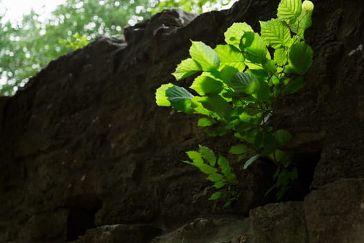 Alder Tree Growing Through the Town wall in Visby, Gotland in Sweden