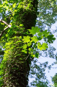 Common Ivy Growing on Tree with maple leaves.