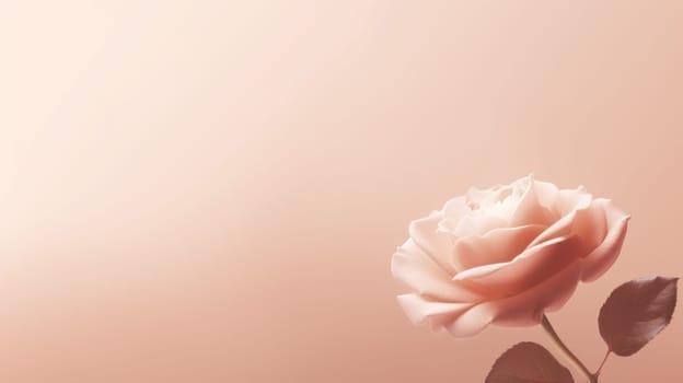Soft pink rose and a muted peach background with copy space. Created using AI Generated technology and image editing software.