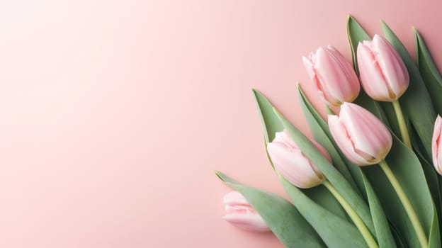 Pink tulips in a curved line on a soft pastel pink background with copy space. Created using AI Generated technology and image editing software.