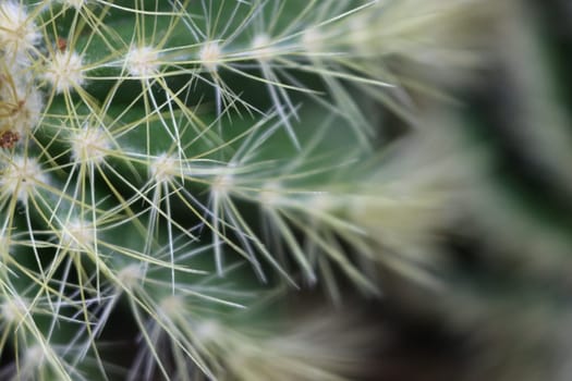 beautiful cactus with skewers for your pain defense protection