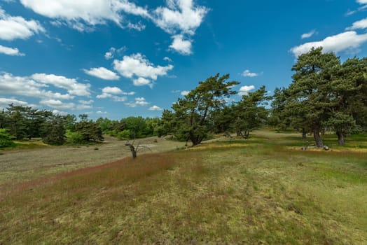 Schwanheimer Dune nature reserve in Frankfurt, Hesse, Germany