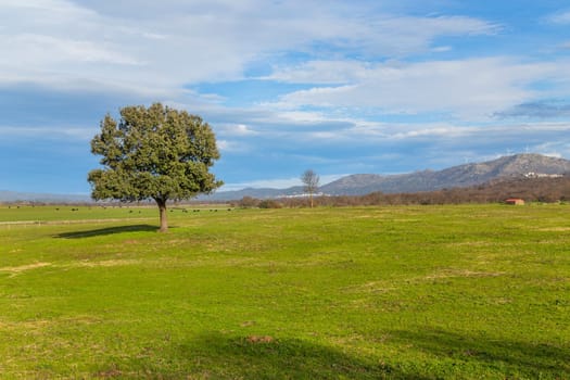 A lonely oak in the middle of the pasture in Extremadura. Spain