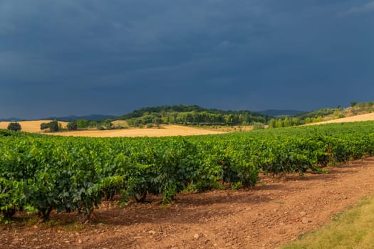 Vineyards in a beautiful valley near Pamplona in Northern Spain