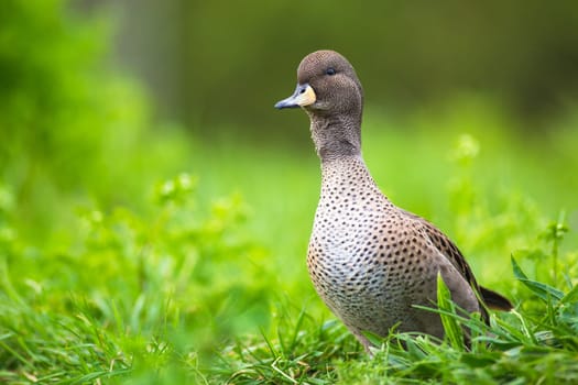 Yellow-billed Pintail duck (Anas georgica) endemic to South Georgia. Real photography.