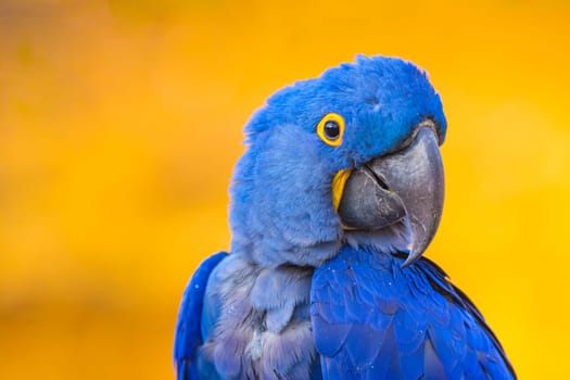 Portrait of big blue parrot Hyacinth Macaw, or Anodorhynchus hyacinthinus. Beautiful rare blue bird. Real photography