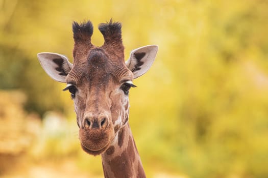 Portrait of a giraffe looking over yellow blurry background. Real photography
