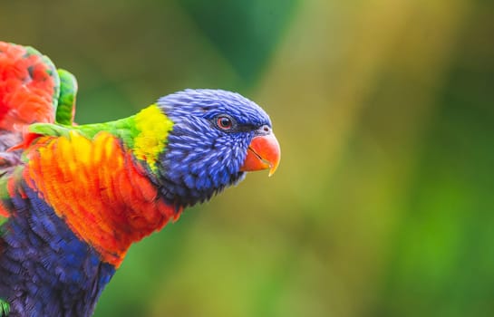 Rainbow Lorikeet parrot bird (Trichoglossus moluccanus) with copy space. Real photography