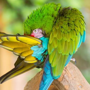 Military macaw (Ara militaris) in a strange position. Real photography