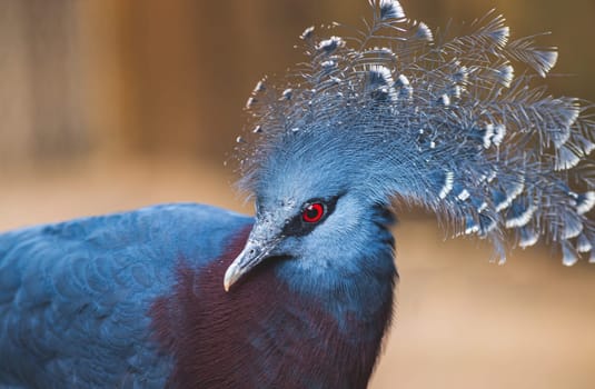 Victoria crowned-pigeon head closeup (Goura victoria), beautiful crowned pidgeon from Papua New Guinea forests and woodlands. Real photography