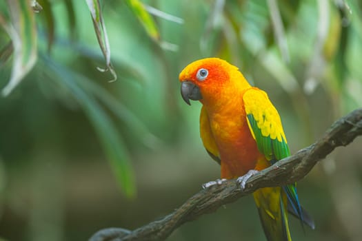 Closeup of sun parakeet or sun conure Aratinga solstitialis, bird. Real photography