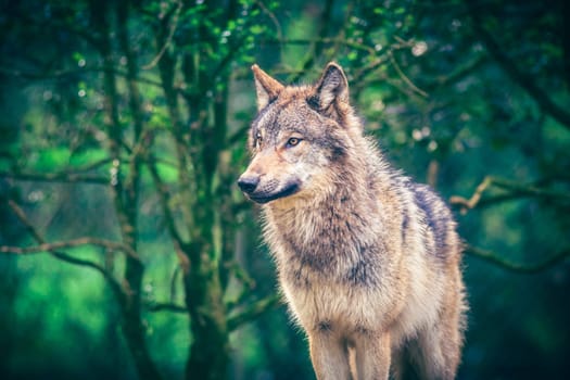 Grey wolf (Canis Lupus) also known as Timber wolf in the green forest. Real photography