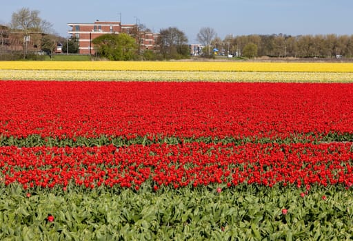 Fields of blooming tulips near Lisse in the Netherlands
