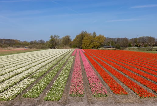 Fields of blooming tulips near Lisse in the Netherlands