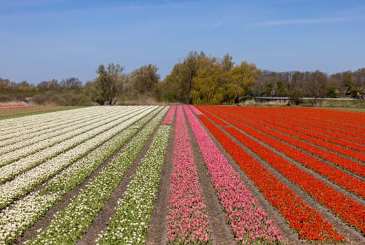 Fields of blooming tulips near Lisse in the Netherlands
