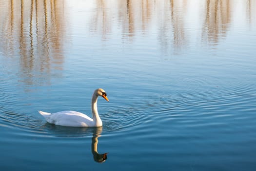 Mute swan (Cygnus olor) gliding across a lake at dawn. Real photography