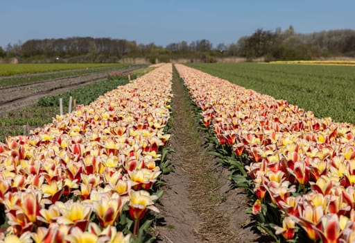 Fields of blooming tulips near Lisse in the Netherlands