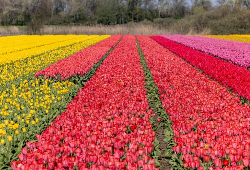 Fields of blooming tulips near Lisse in the Netherlands