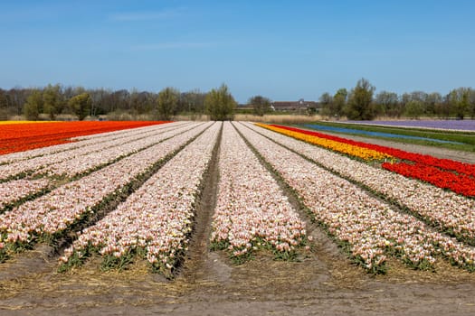 Fields of blooming tulips near Lisse in the Netherlands