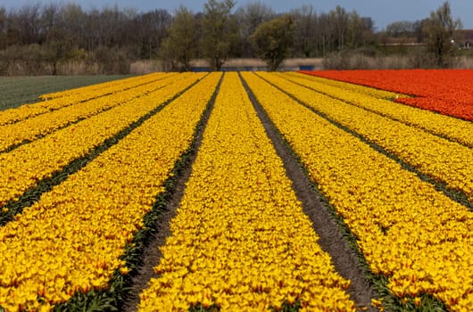 Fields of blooming tulips near Lisse in the Netherlands