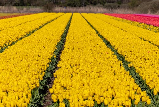 Fields of blooming tulips near Lisse in the Netherlands