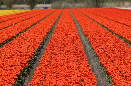 Fields of blooming tulips near Lisse in the Netherlands