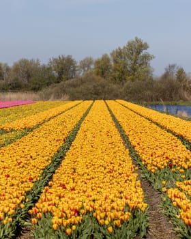 Fields of blooming tulips near Lisse in the Netherlands