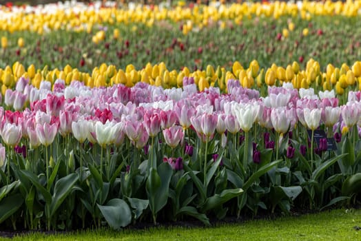 Fields of blooming tulips near Lisse in the Netherlands