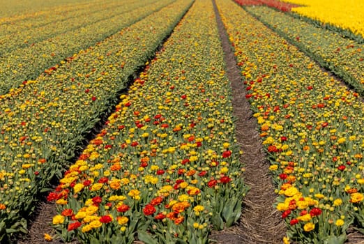 Fields of blooming tulips near Lisse in the Netherlands