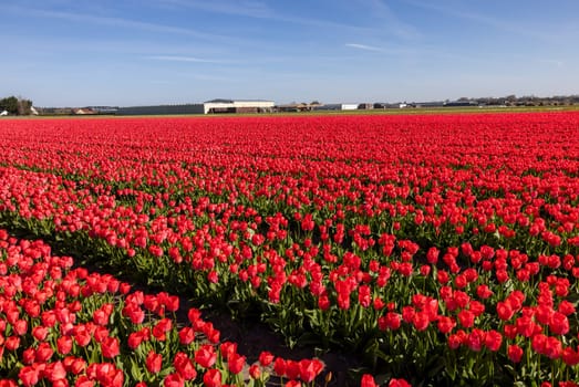 Fields of blooming tulips near Lisse in the Netherlands