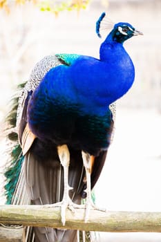 Peacock portrait - Beautiful colourful peackock feather, nobody, isolated.