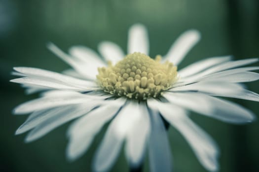 Cinematic Daisy flower, Bellis perennis, macro shot