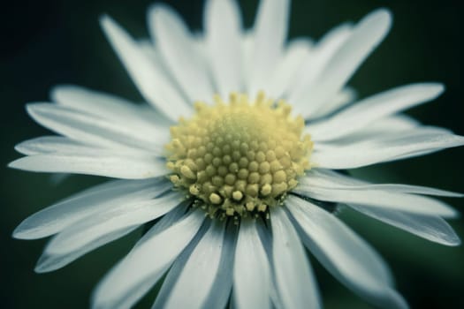 Cinematic Daisy flower, Bellis perennis, macro shot