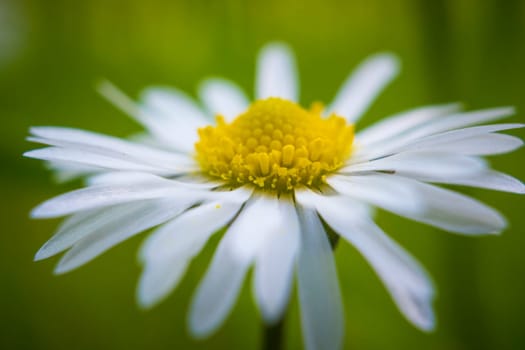 Vibrant Daisy flower, Bellis perennis, macro shot