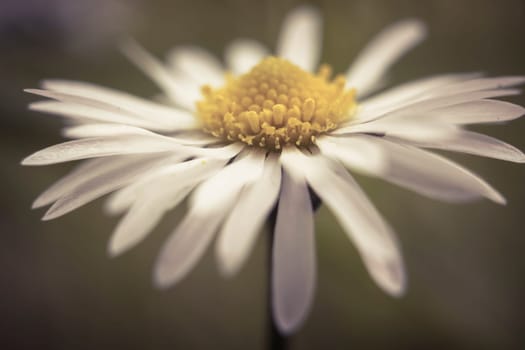 Cinematic Daisy flower, Bellis perennis, macro shot