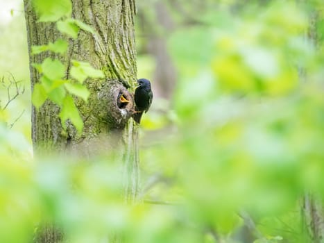 starling feed his nestling