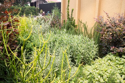 Tropical garden with botanic plants stone, stock photo