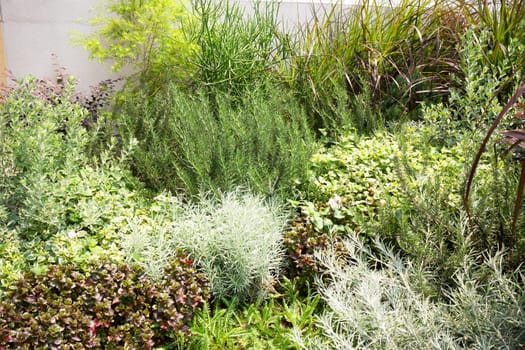 Tropical garden with botanic plants stone, stock photo