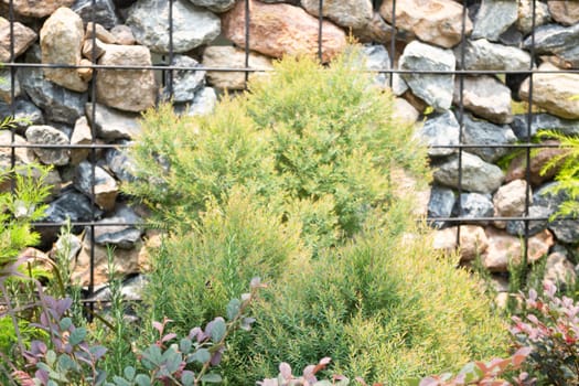 Tropical garden with botanic plants stone, stock photo