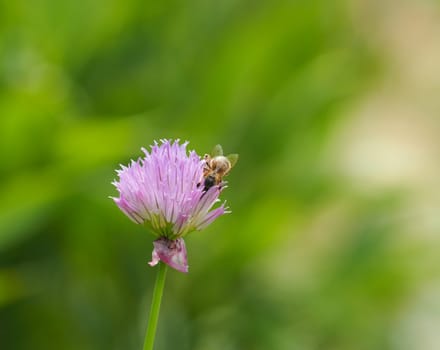 Flowering chive in a natural garden with a bee on a sunny day