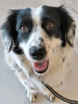 Dog pet animal face eyes cute nature white black Tbilisi Georgia 17 August 2024 ,. High quality photo