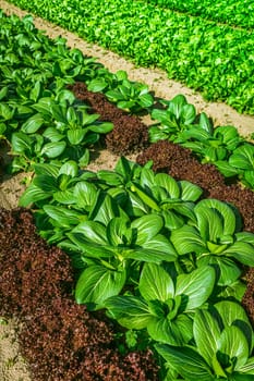 Agricultural field with rows of lettuce plants and bok hoy, rural landscape, vegetable cultivation