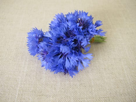 cornflower, blue cornflower, flower, flower bouquet, bouquet, posy, blue, Centaurea cyanus