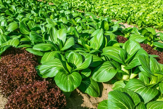 Agricultural field with rows of lettuce plants and bok hoy, rural landscape, vegetable cultivation
