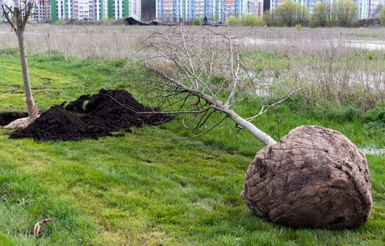 Seedling ready for planting in city park, landscaping concept. Warm weather for planting trees close-up. Manual planting of a tree. The seedling used in the future for planting in a permanent place