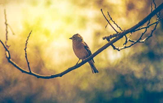 Sparrow bird perched on tree branch, bird observed on a tree in the garden. Real photography
