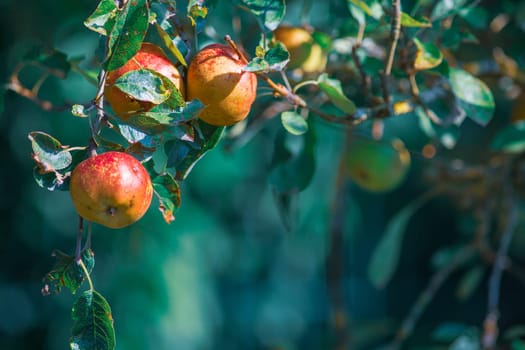 Selective focus on ripe apples in apple tree hanging on a tree branch with a blurry background, real photography