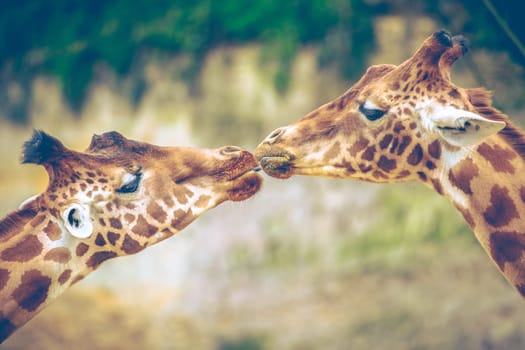 Gorgeous Giraffes mouth-to-mouth like kissing. Real photography